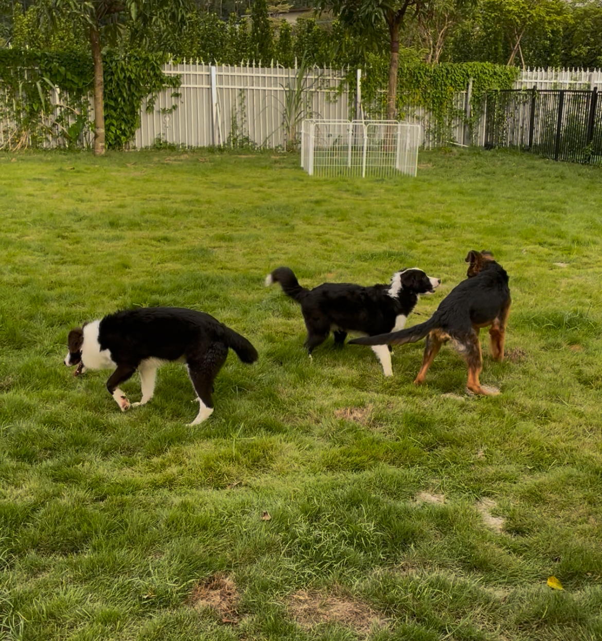 盘点2026年惠州口碑好的宠物训练公司，解决狗狗训练难题