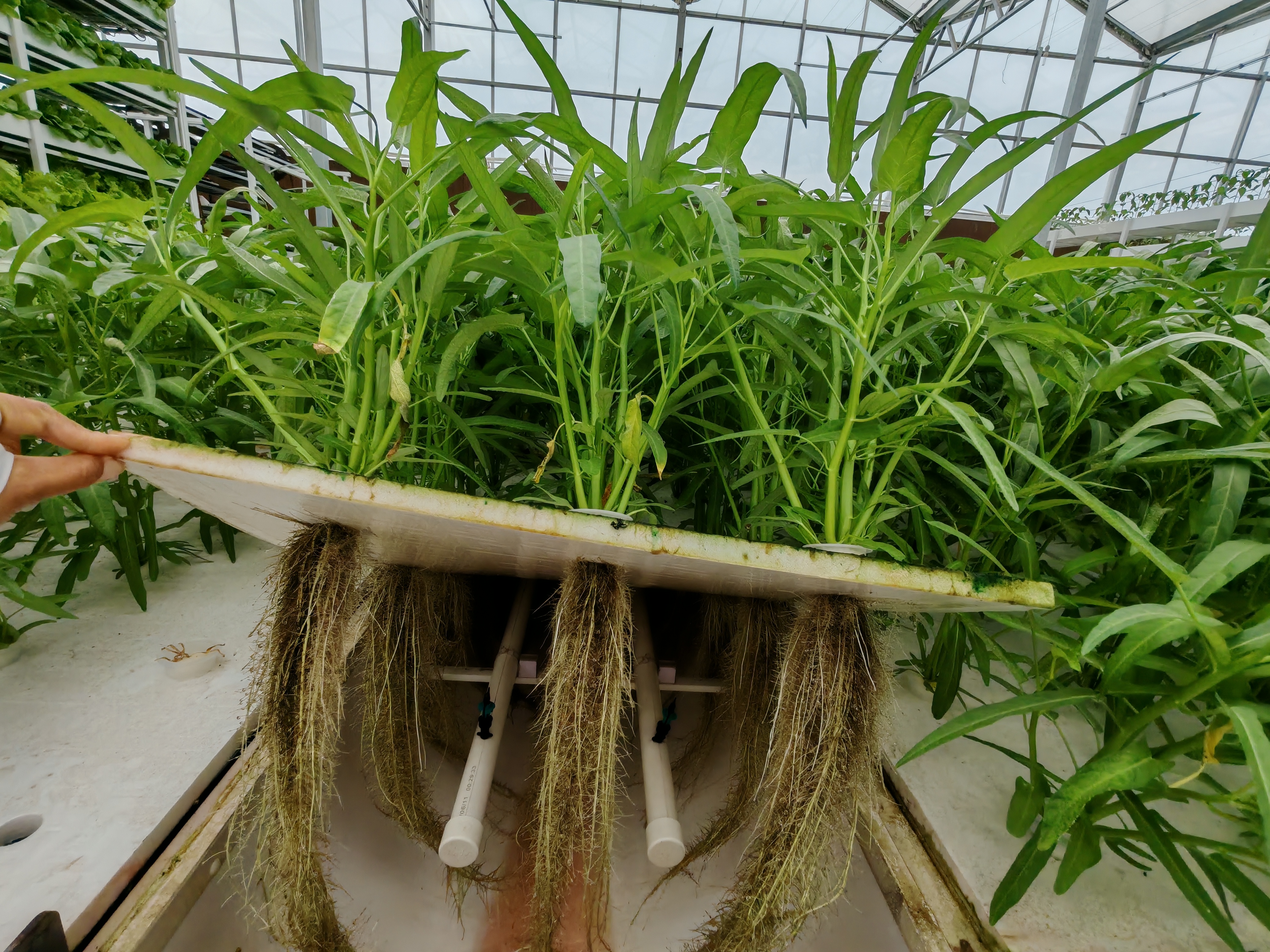 2026年靠谱的植物工厂定制工厂推荐:资质齐全不踩坑 2026年靠谱的植物工厂定制工厂推荐:资质齐全不踩坑