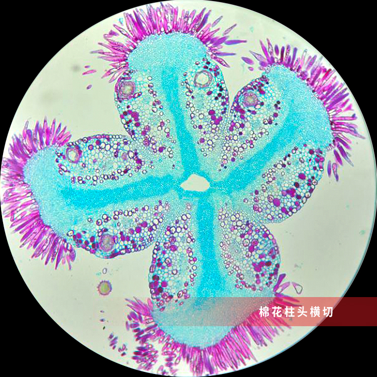 2025年生物切片厂排名推荐，病理生物切片供应企业哪家专业？