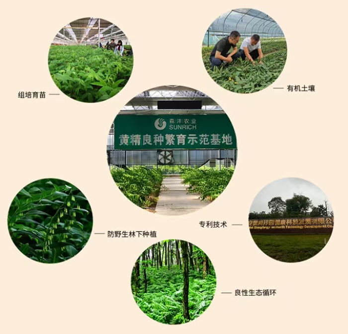 深聊安徽尚沣园这样靠谱的黄精供应商排名情况