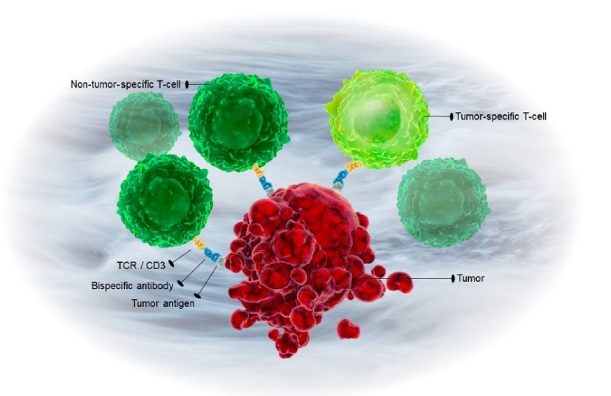 2026年售后完善的双特异性抗体开发专业公司排名，上海百英生物靠谱不