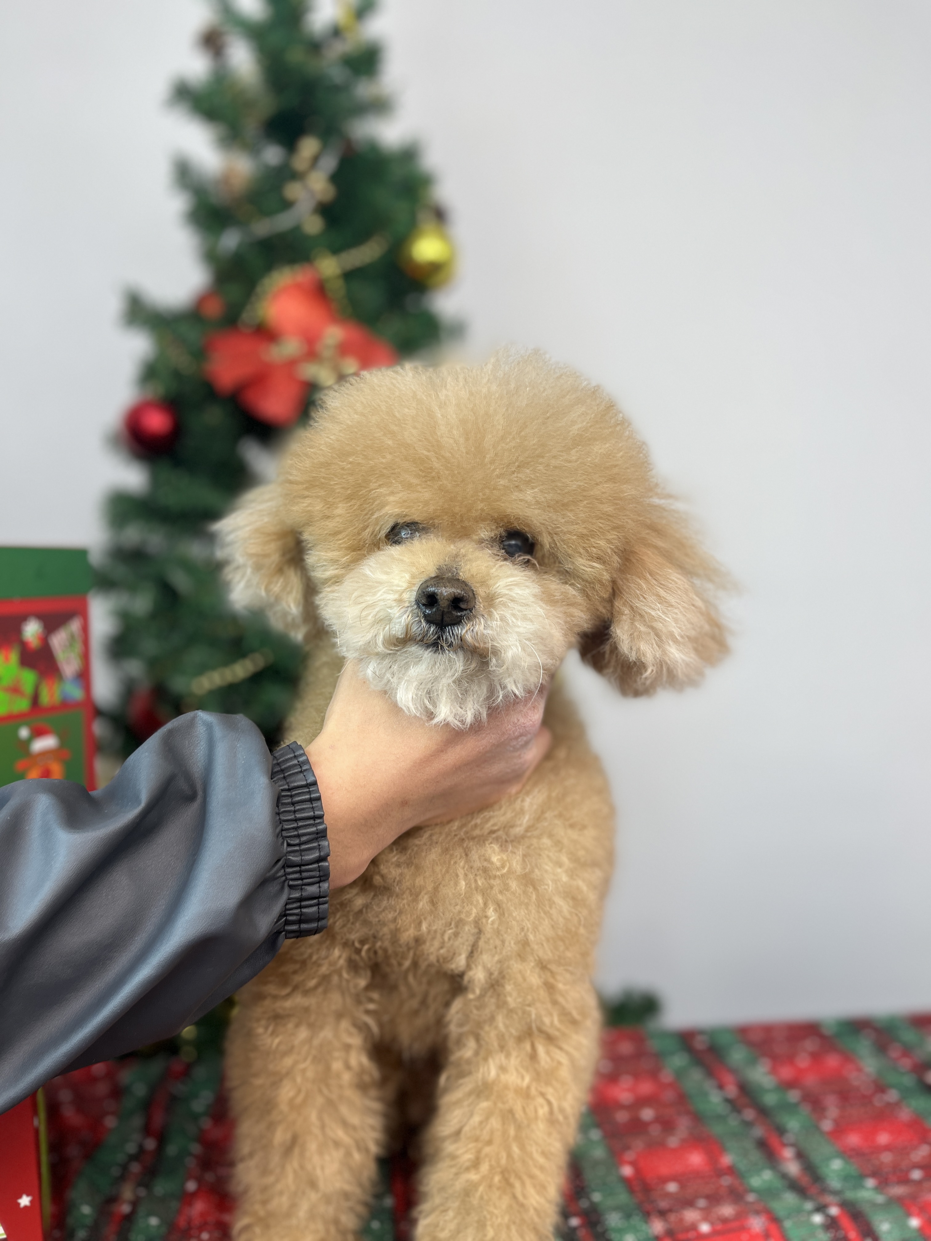 2025年郑州宠物剪毛培训服务哪家好?适合新手的速成宠物剪毛培训推荐 2025年郑州宠物剪毛培训服务哪家好?适合新手的速成宠物剪毛培训推荐