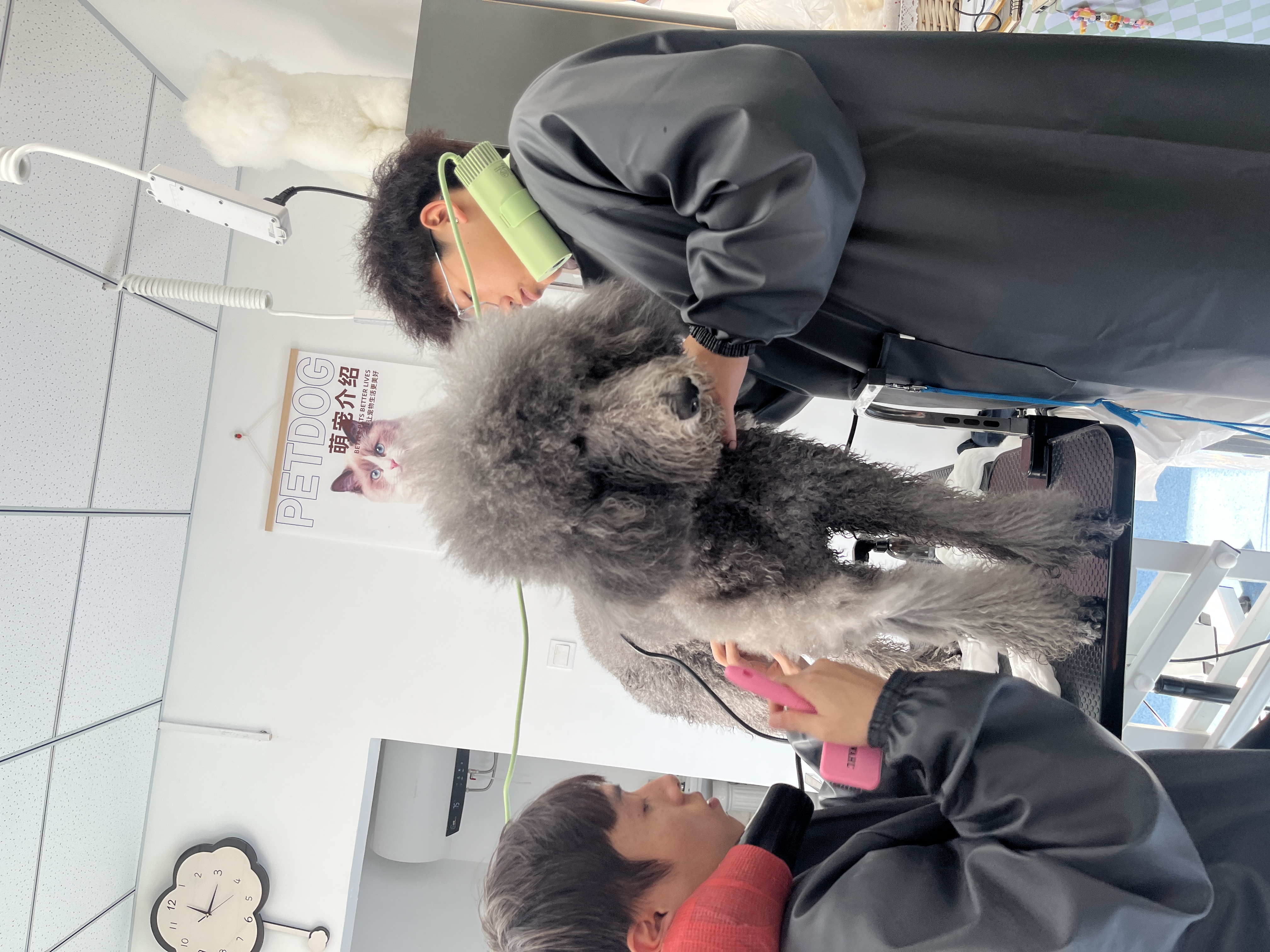 宠物美容师培训服务选哪家好,洛阳靠谱机构排名揭晓 宠物美容师培训服务选哪家好,洛阳靠谱机构排名揭晓