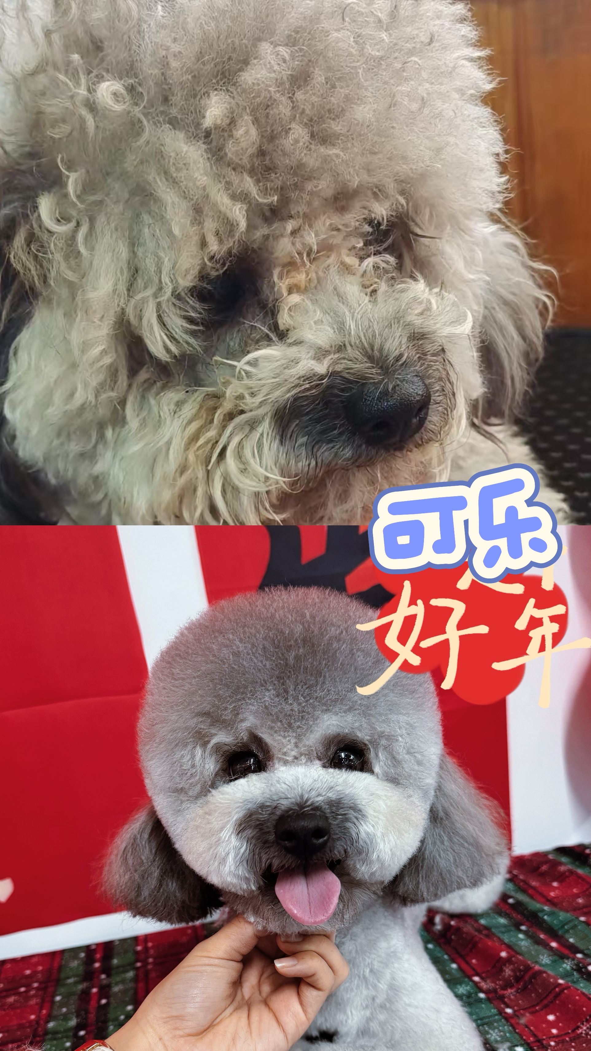 支招选择售后完善的宠物美容师培训公司，实用方法有哪些