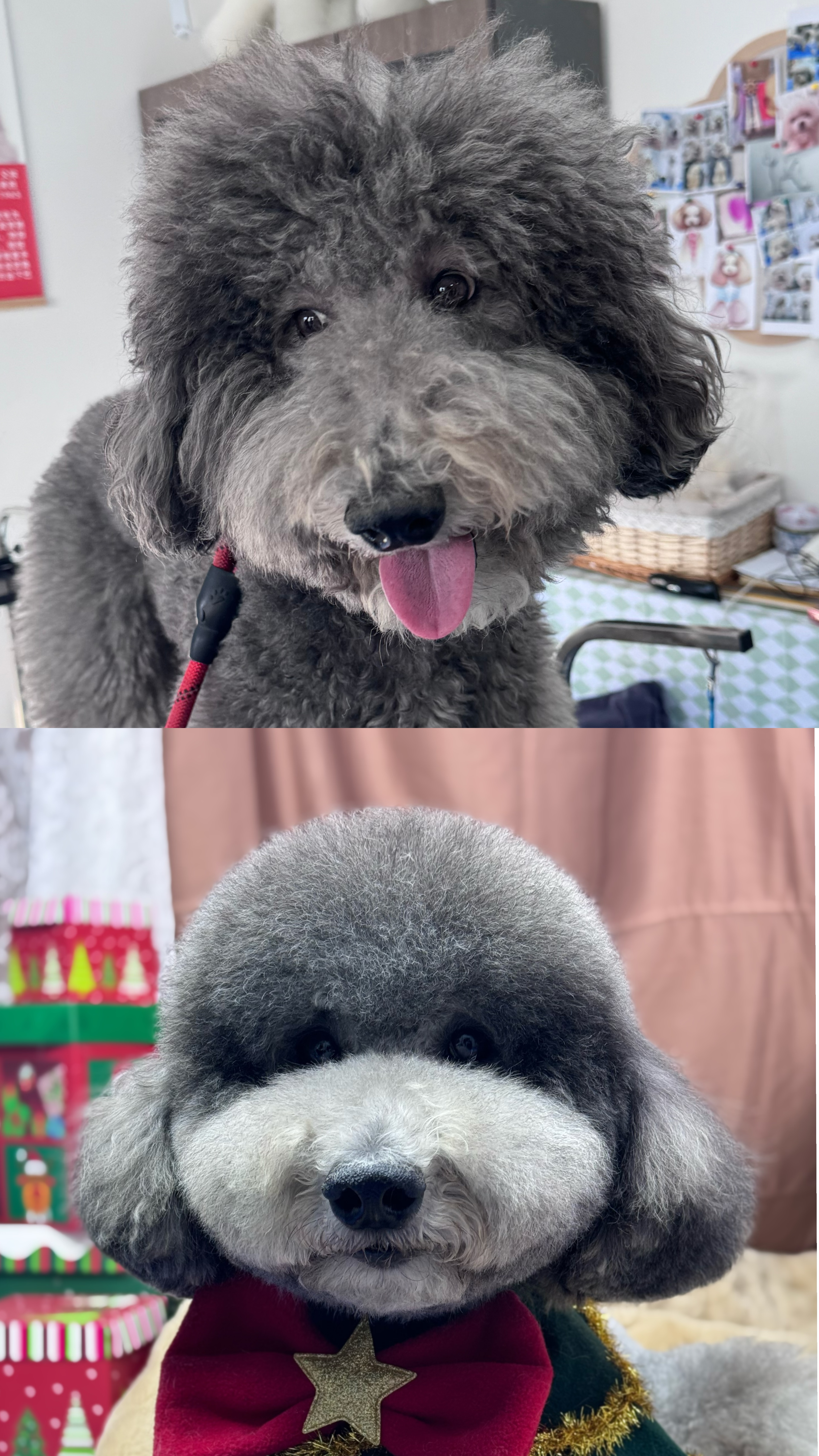 聊聊2026年资质齐全的宠物美容培训机构，哪家性价比高