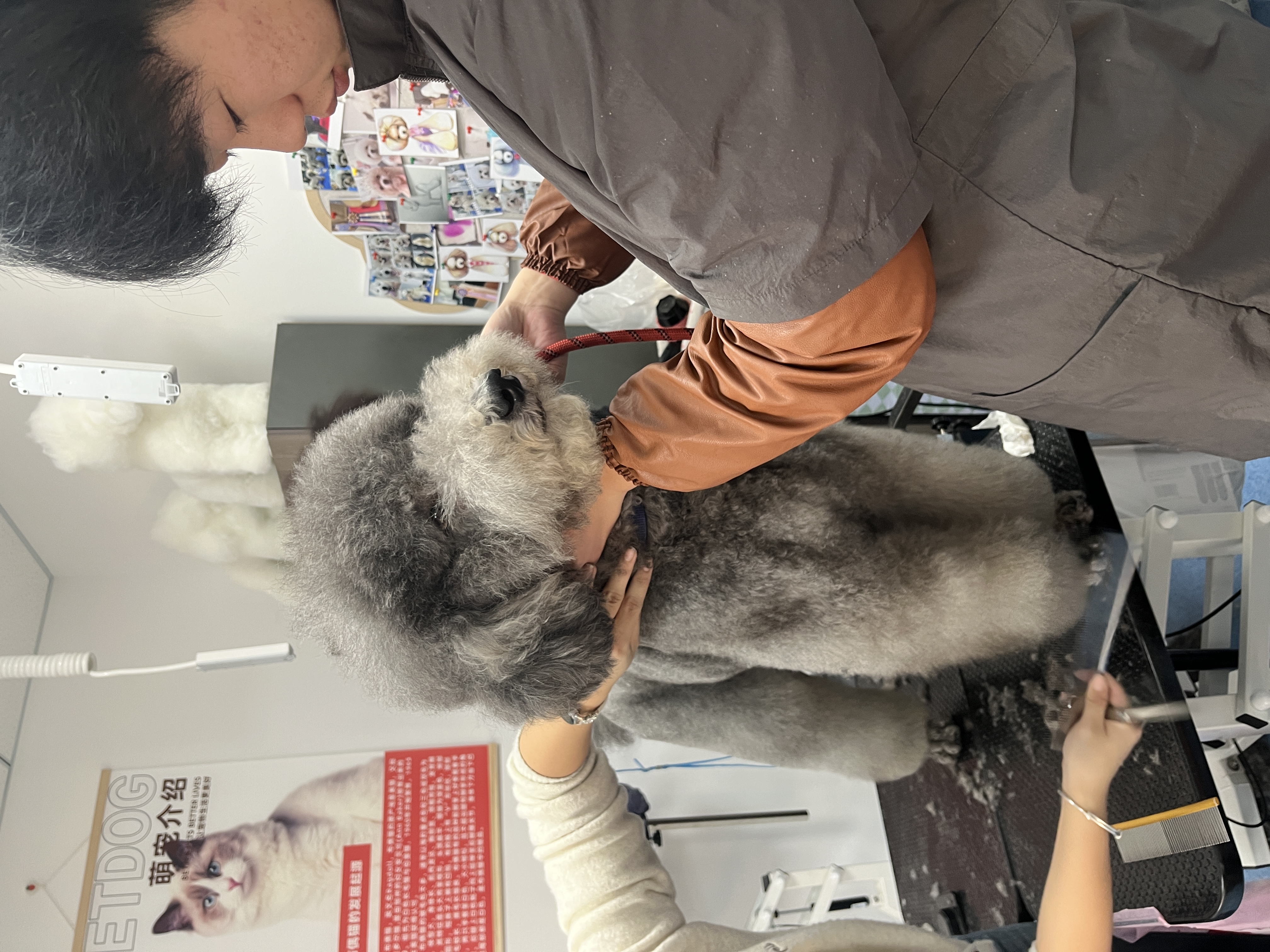 归纳有实力的宠物美容师培训公司，怎么选择品牌