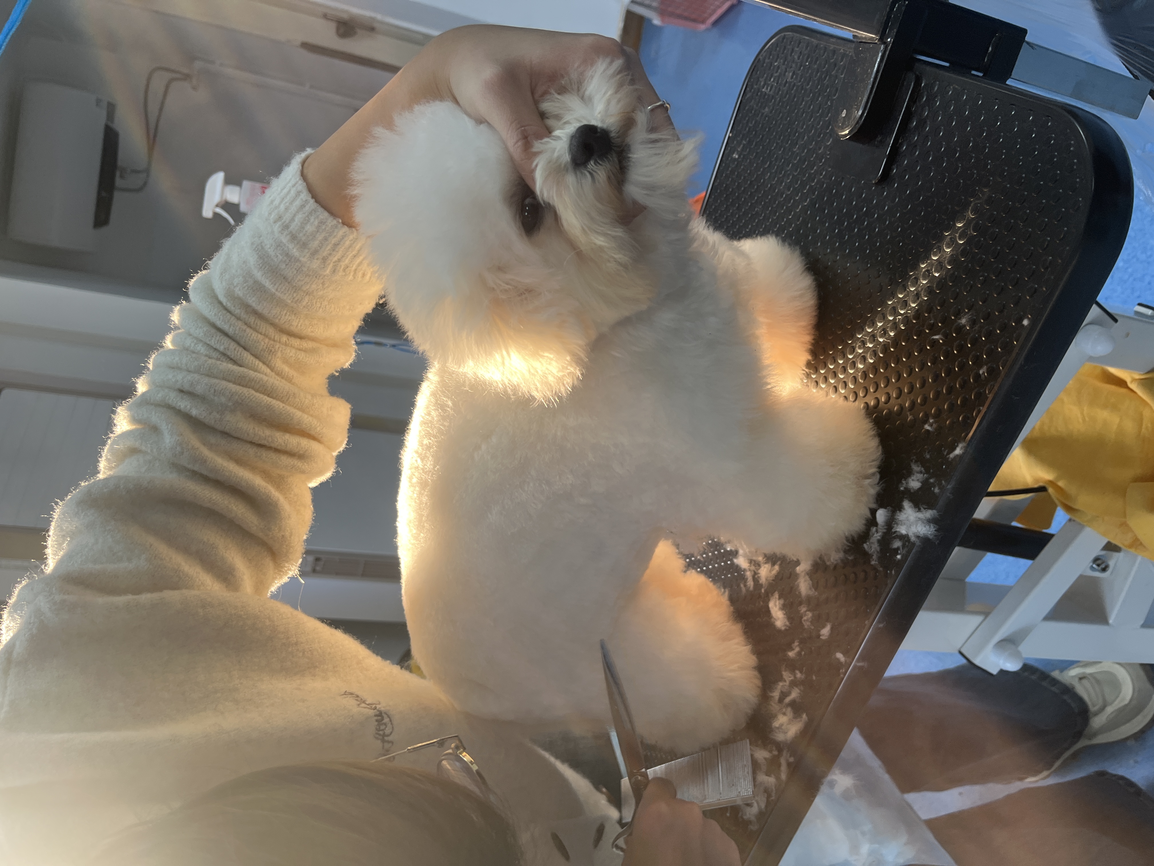 探讨有实力的宠物美容师培训公司，怎么选择更靠谱？