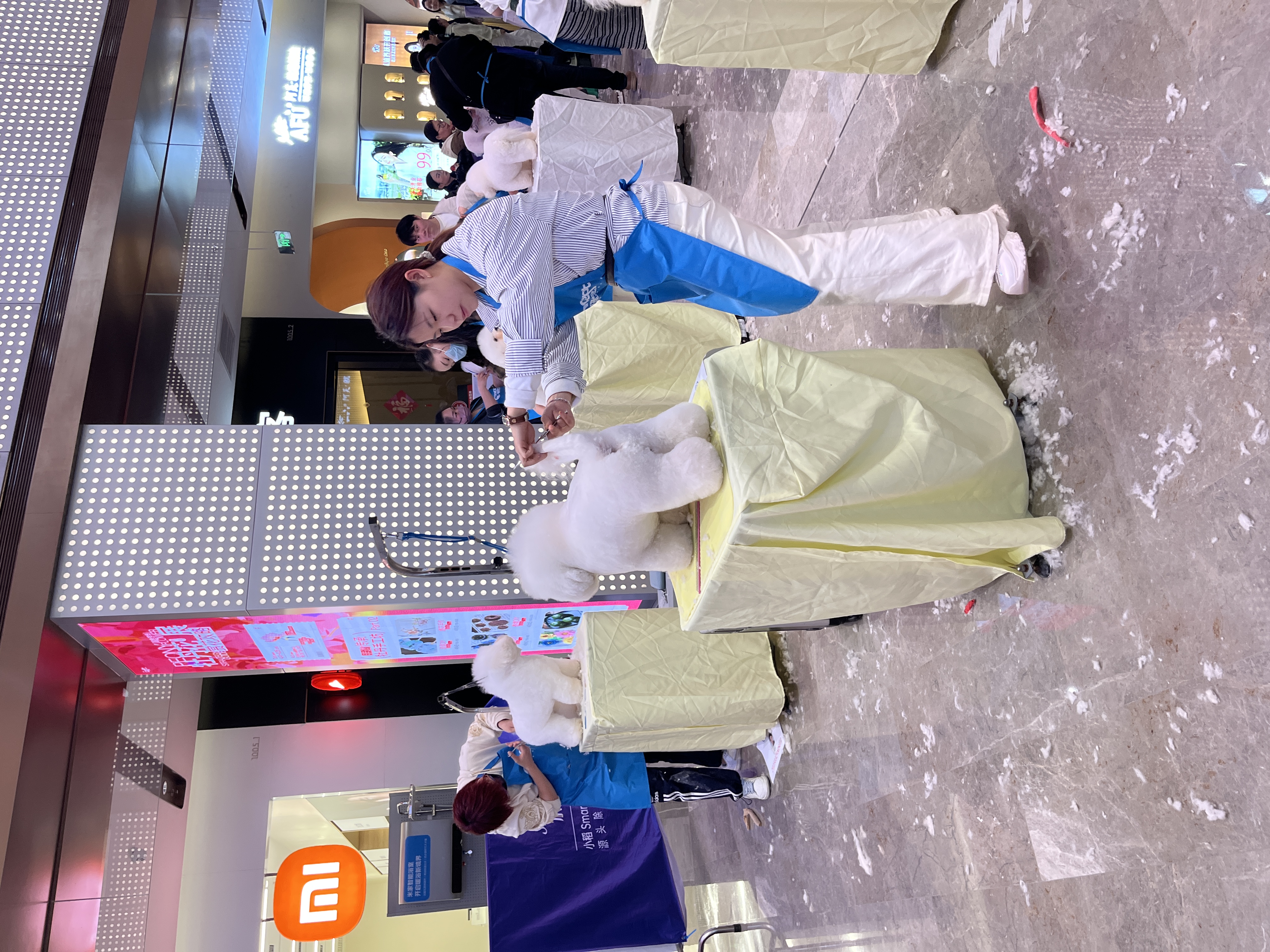 和你一起品味纯理论的宠物剪毛培训，推荐靠谱的服务品牌