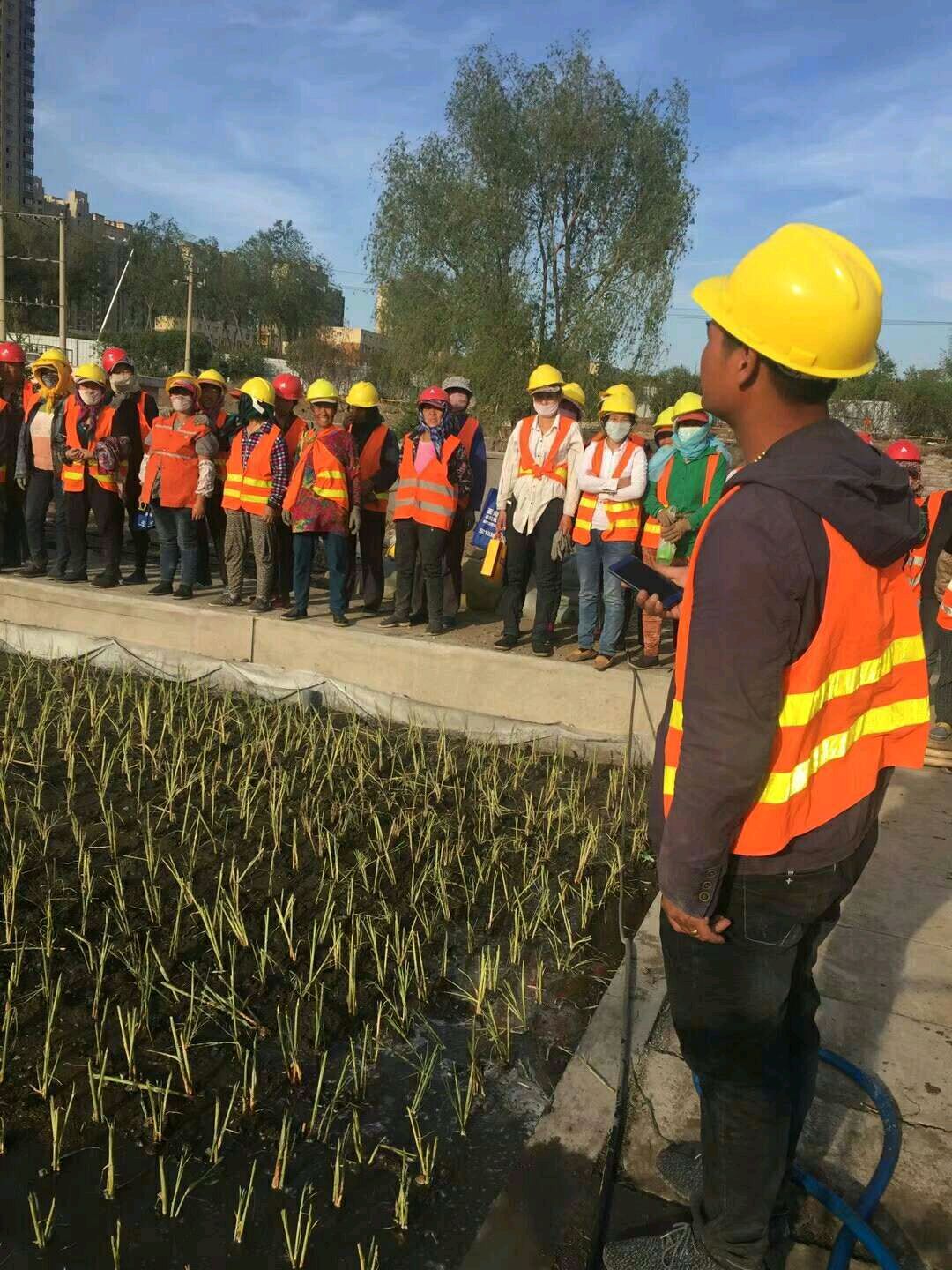 2025年东北耐寒荷花苗十大供应商排行榜,出售耐寒荷花苗精选推荐 2025年东北耐寒荷花苗十大供应商排行榜,出售耐寒荷花苗精选推荐