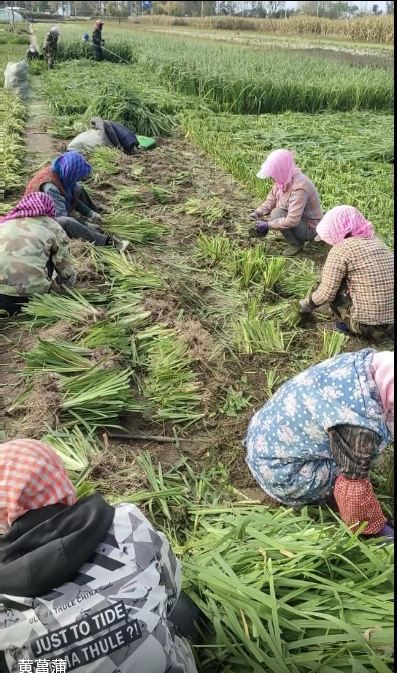 东北出售绿化树苗企业TOP5权威推荐：销售松柏类/速生/进口绿化树苗