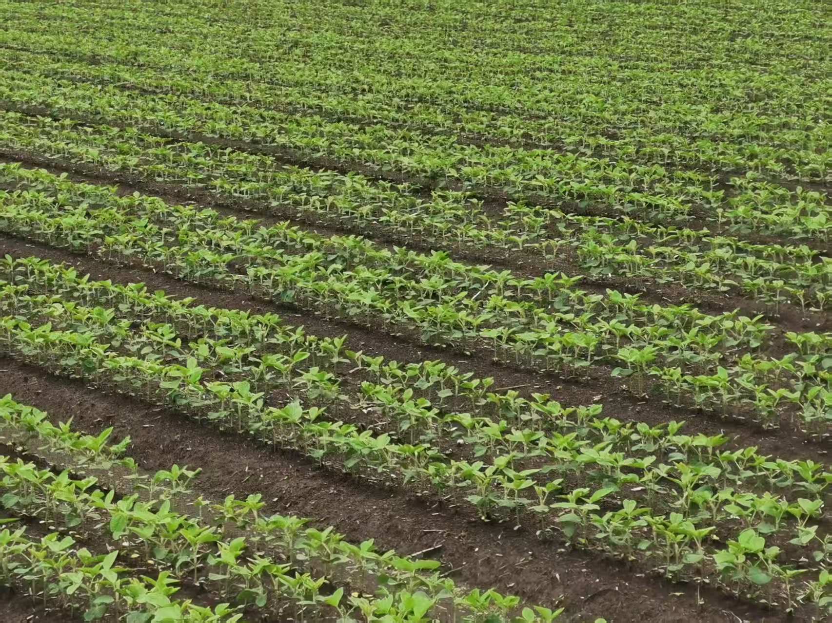 2025年东北大豆种子企业年度排名:抗逆性强的天豆1号抗病抗虫优质品种推荐 2025年东北大豆种子企业年度排名:抗逆性强的天豆1号抗病抗虫优质品种推荐