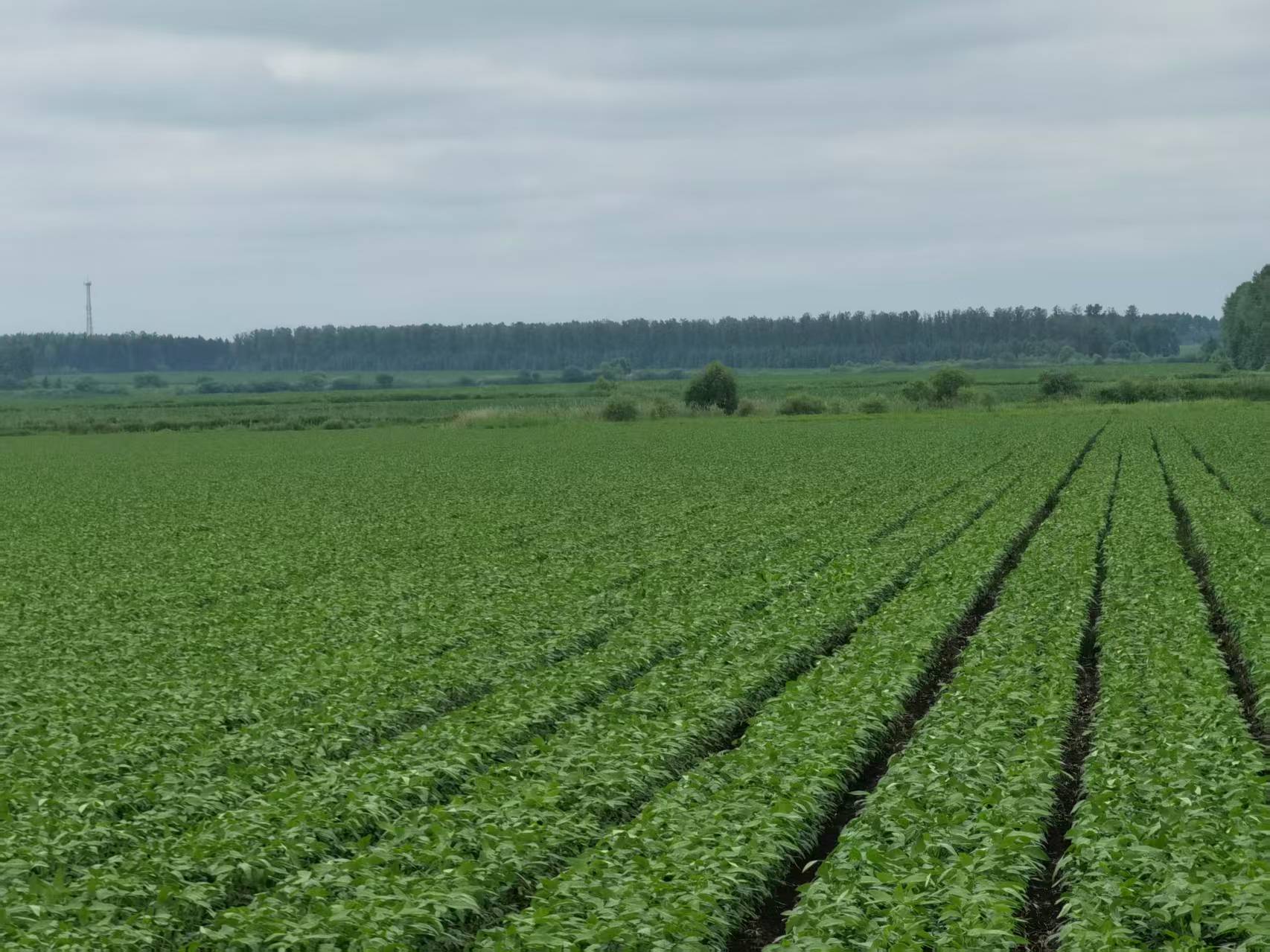 2025年黑龙江大豆种业企业口碑与创新力排行榜,天豆种业等优质公司推荐 2025年黑龙江大豆种业企业口碑与创新力排行榜,天豆种业等优质公司推荐