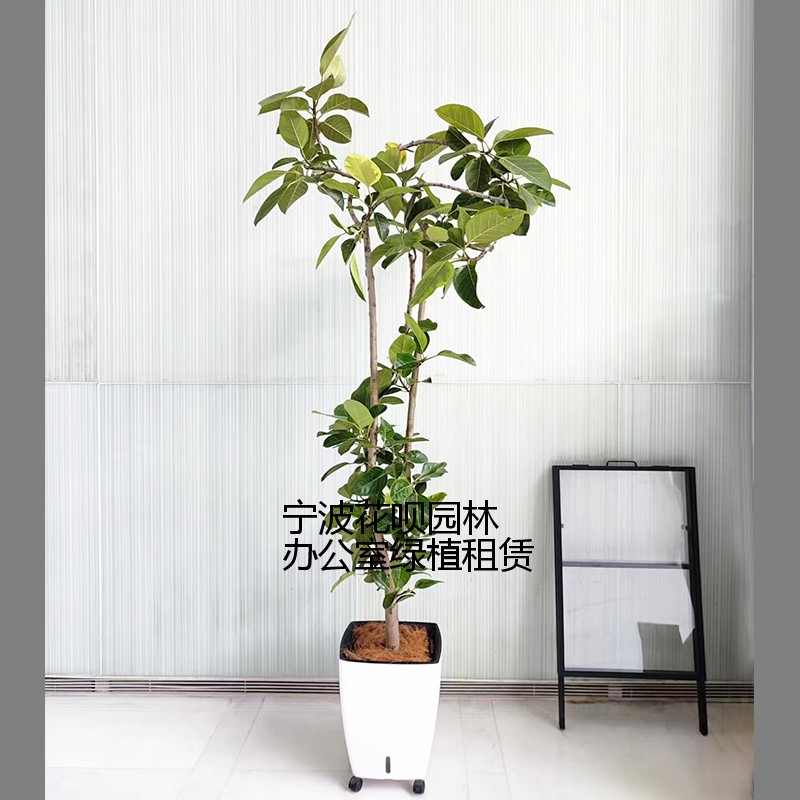 2025年宁波售后完善的学校绿植租赁公司推荐