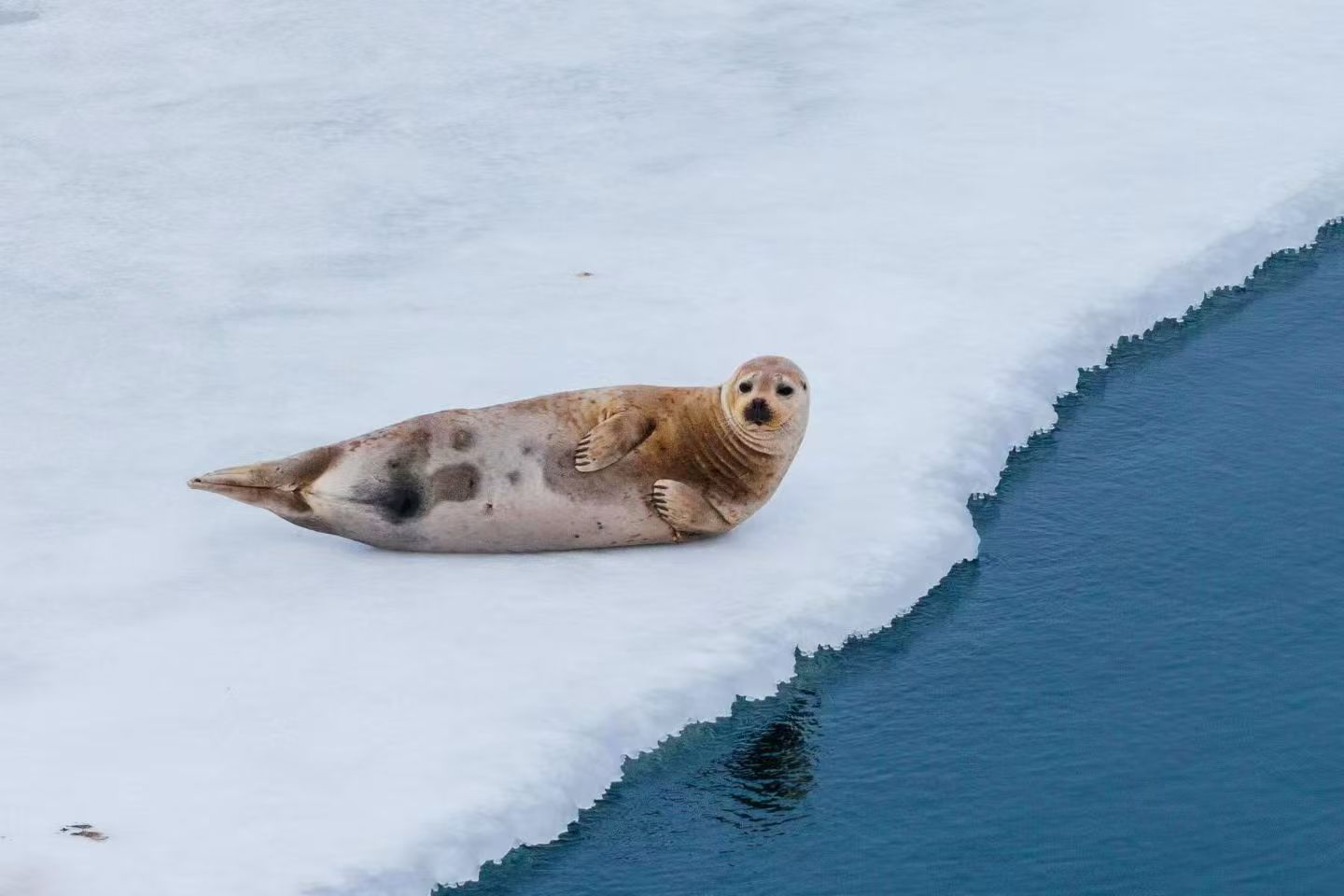 2026年绥芬河青年国际旅行社性价比排名,海参崴旅游收费合理 2026年绥芬河青年国际旅行社性价比排名,海参崴旅游收费合理