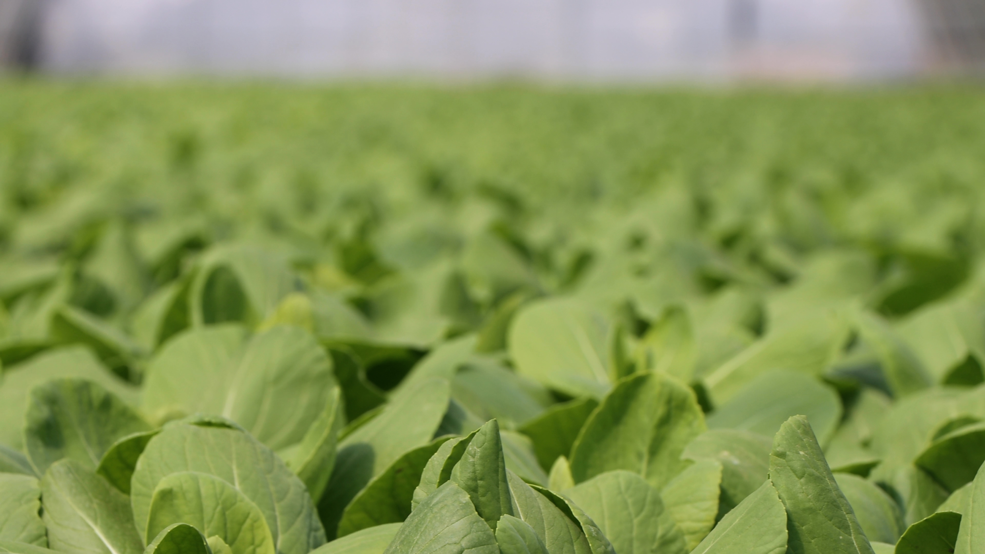 支招选择食堂食材配送公司，推荐一下靠谱的专业品牌