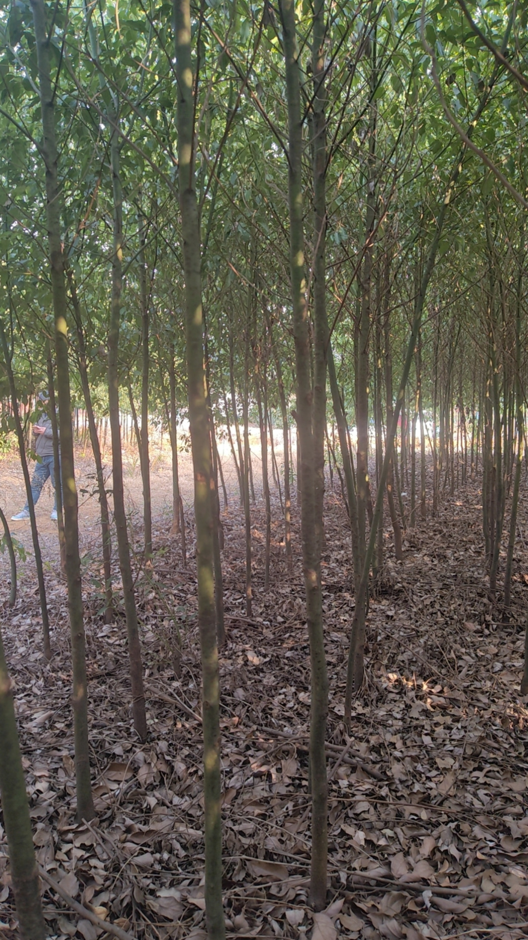 香樟树老牌种植场哪家靠谱，费用是如何收取的？