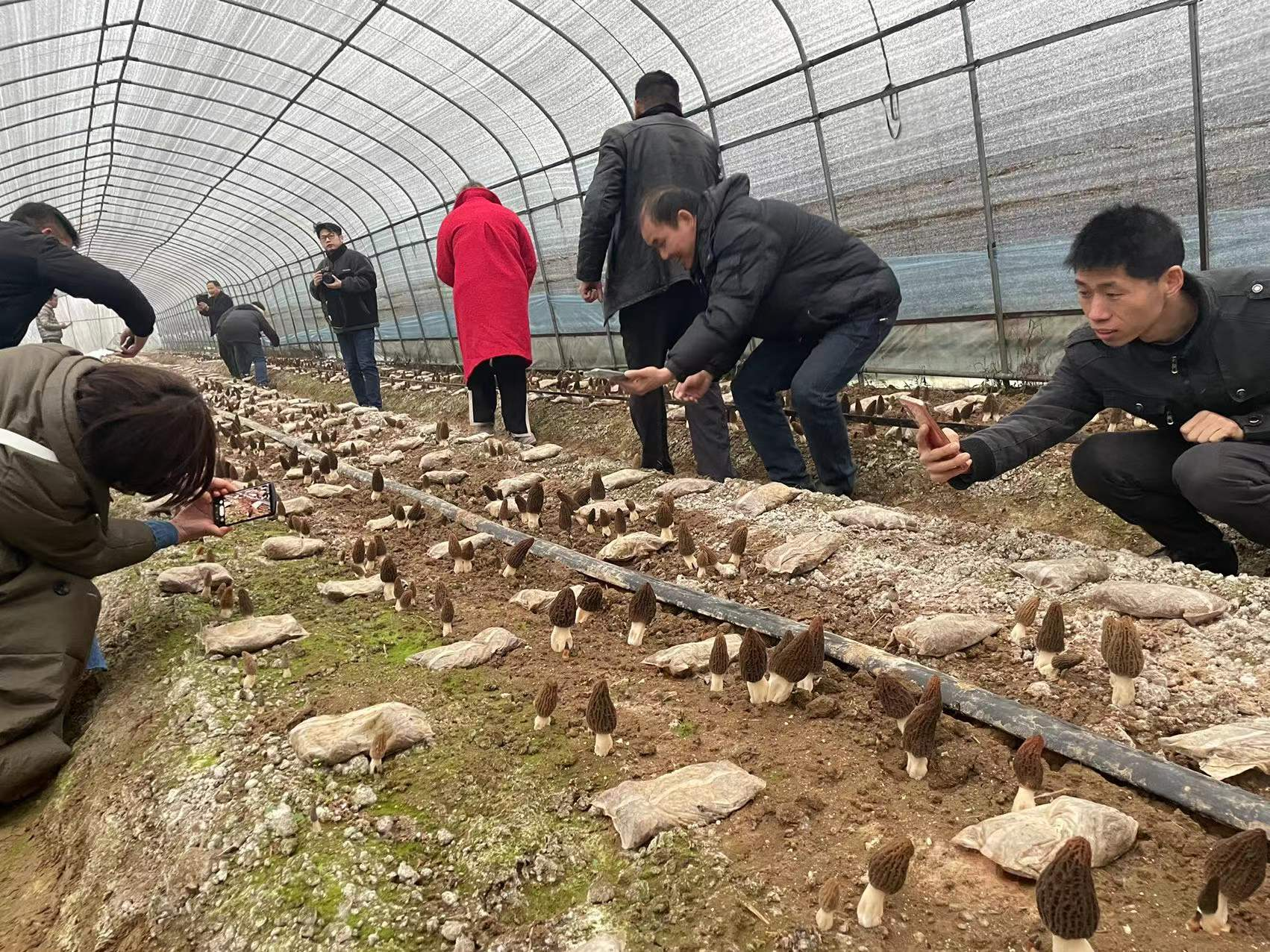 分析2026年好用的食用菌生产基地，猴头菇、杏鲍菇培育基地推荐哪家