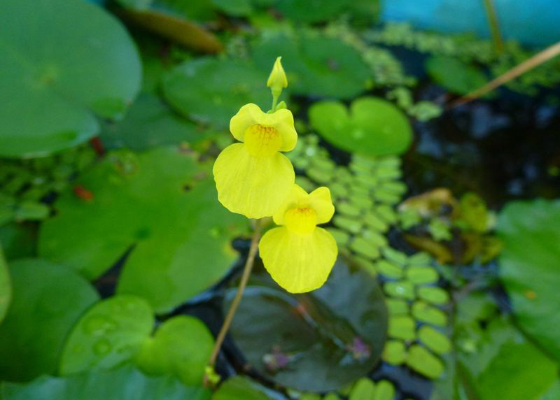 盘点2026年全国沉水植物种植施工专业单位，靠谱之选别错过