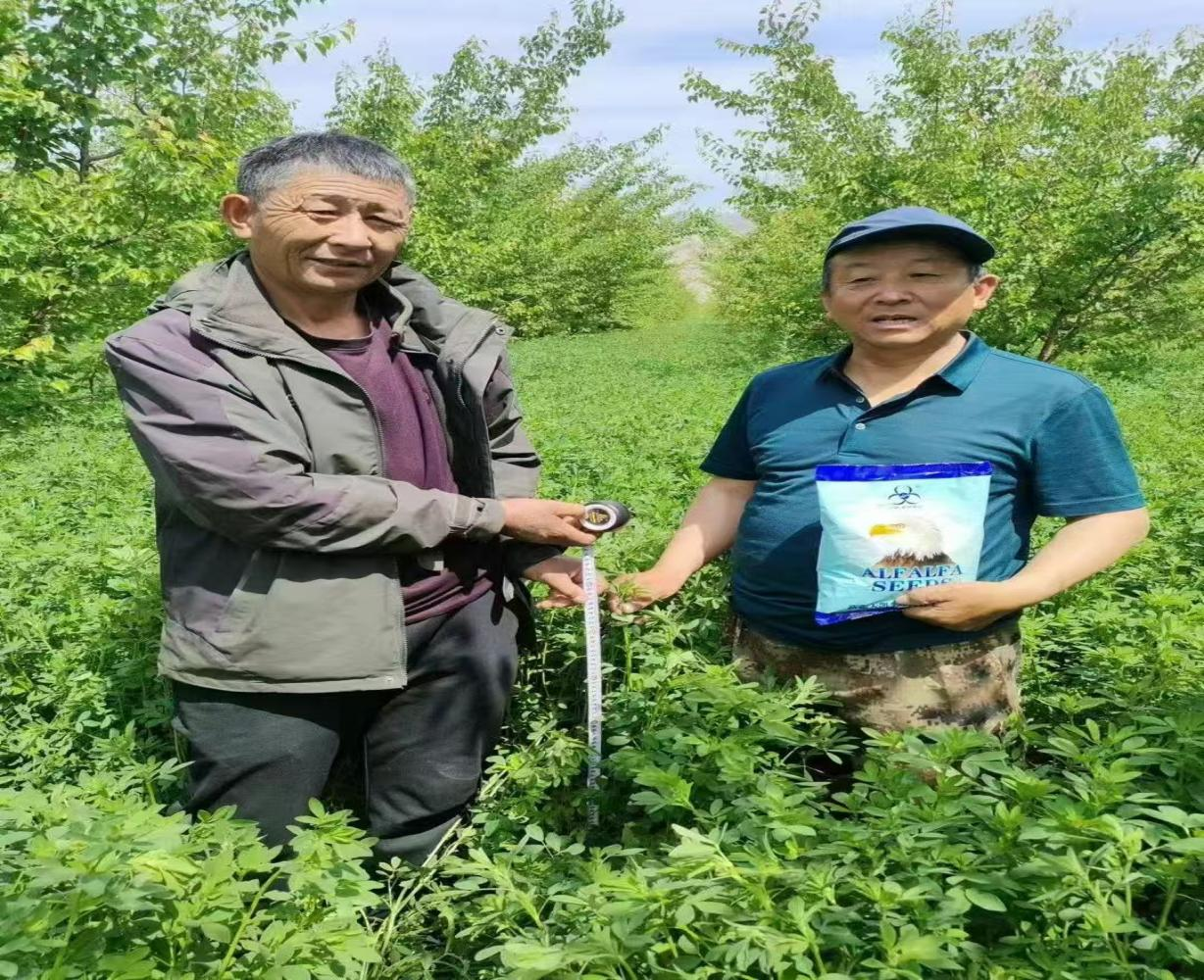 2026年能提供发票的紫花苜蓿种子厂家用户力荐与实力盘点(图1)