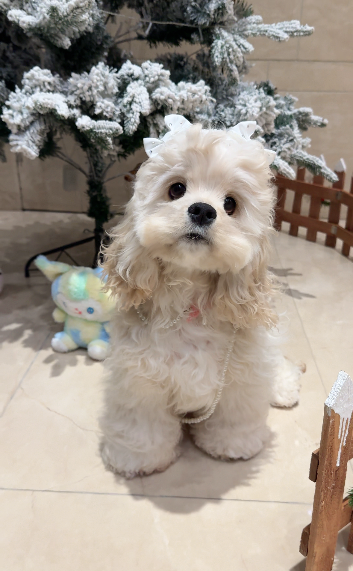 探讨大莹家宠物店美卡犬，上海买狗怎么选择靠谱商家