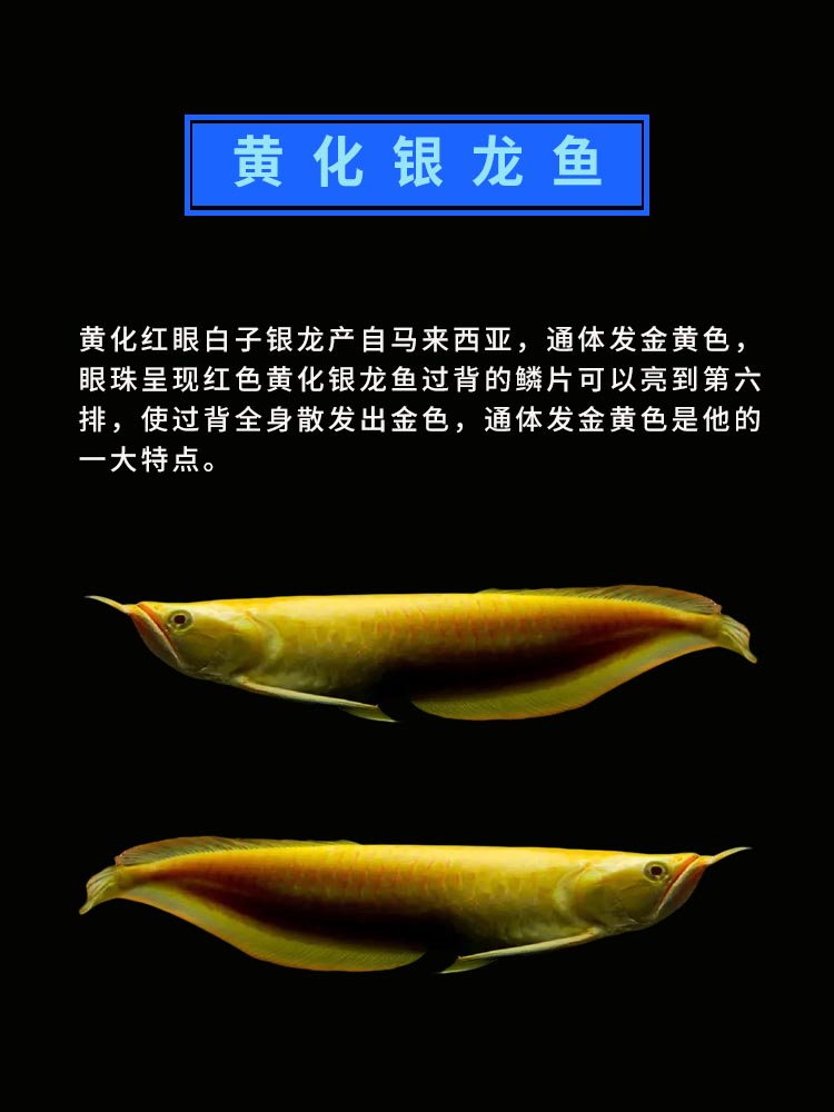 2026年鱼缸定制制造厂哪家好？性价比高的在这里