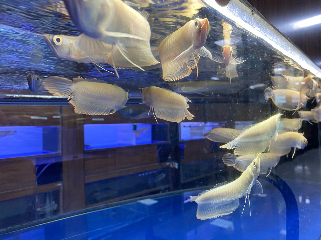 阐释御福龙观赏鱼规模、包装及认证情况，哪个口碑好