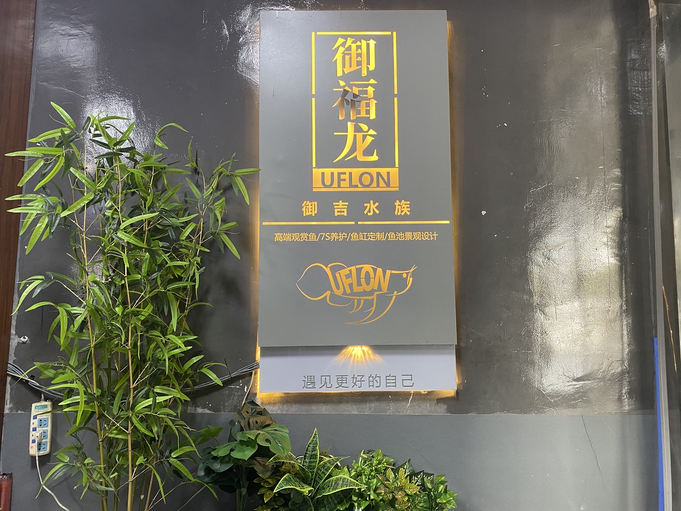 热议御福龙观赏鱼的收藏价值、品质和售后体系，哪家性价比高