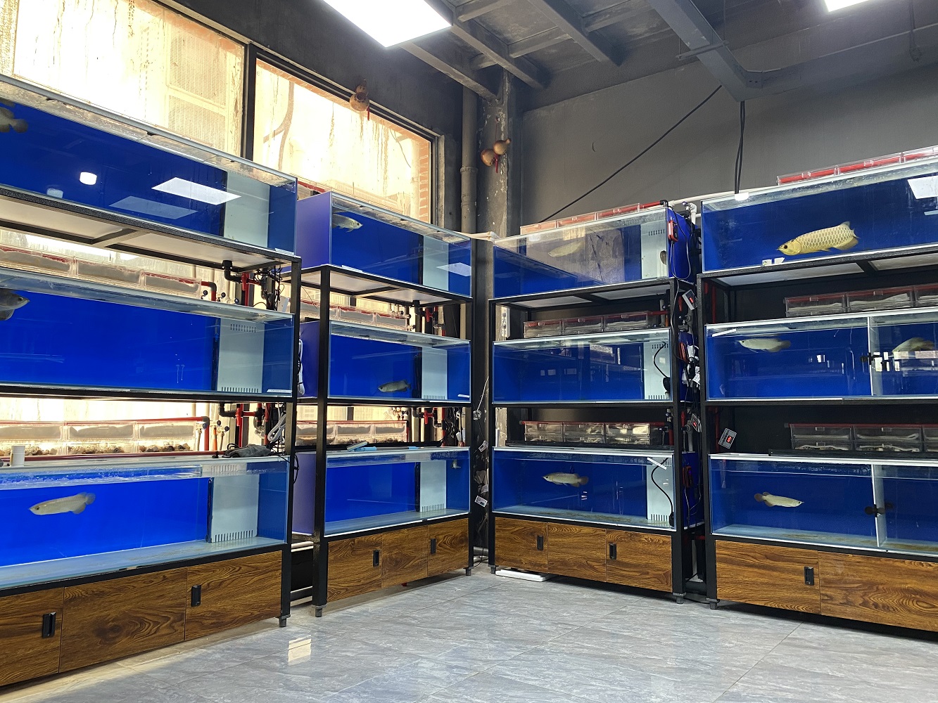 和你一起品味御福龙观赏鱼，色彩、培训服务与口碑情况