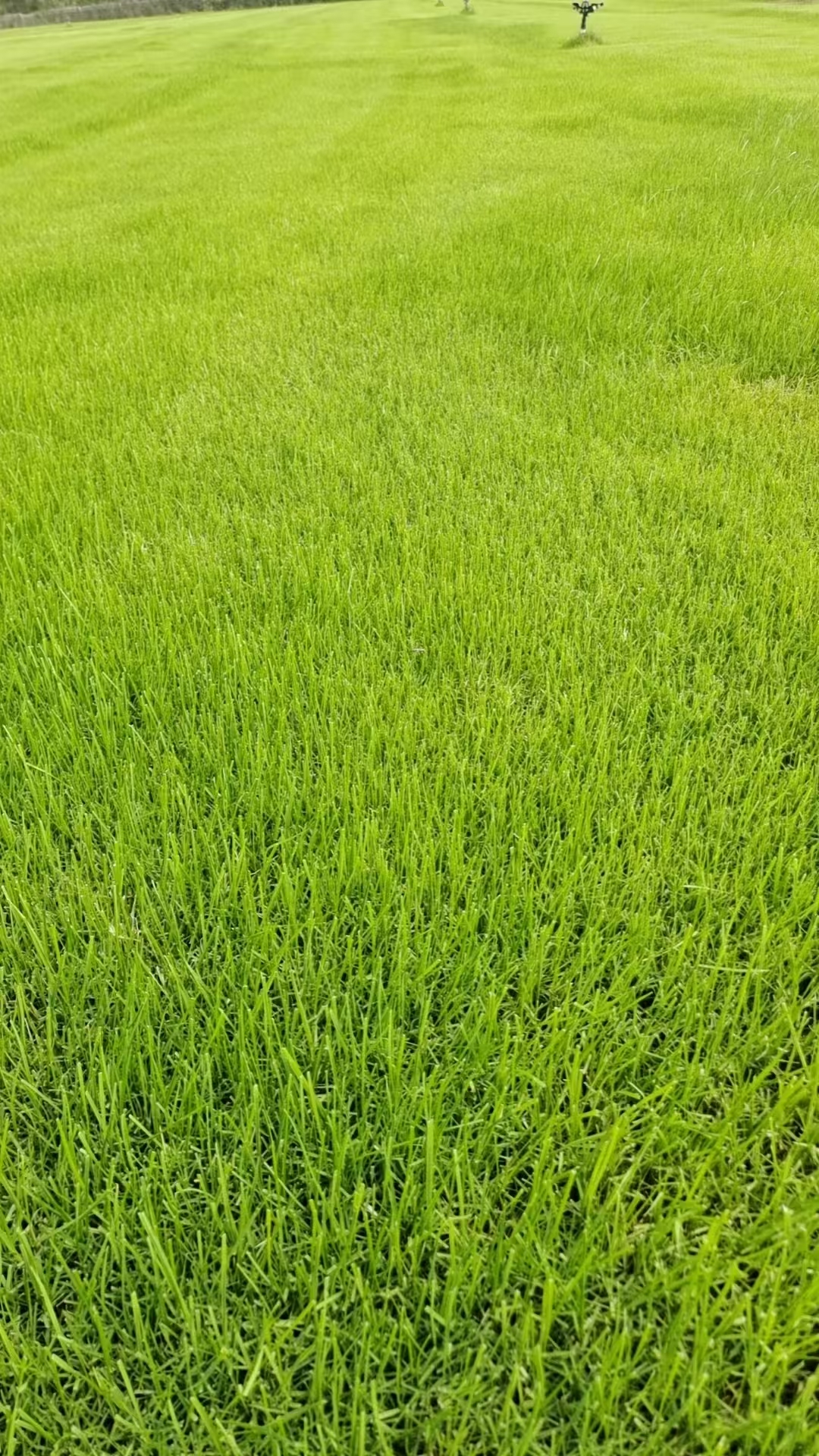 性价比高的四川公路绿化带草坪公司推荐，满足你的绿化需求