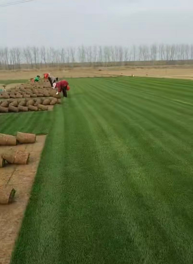 可靠的湖北绿化带草坪种植基地梳理，哪家性价比高