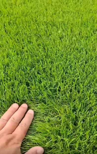 性价比高的湖北厂区绿化带草坪批发公司推荐，让你采购更划算