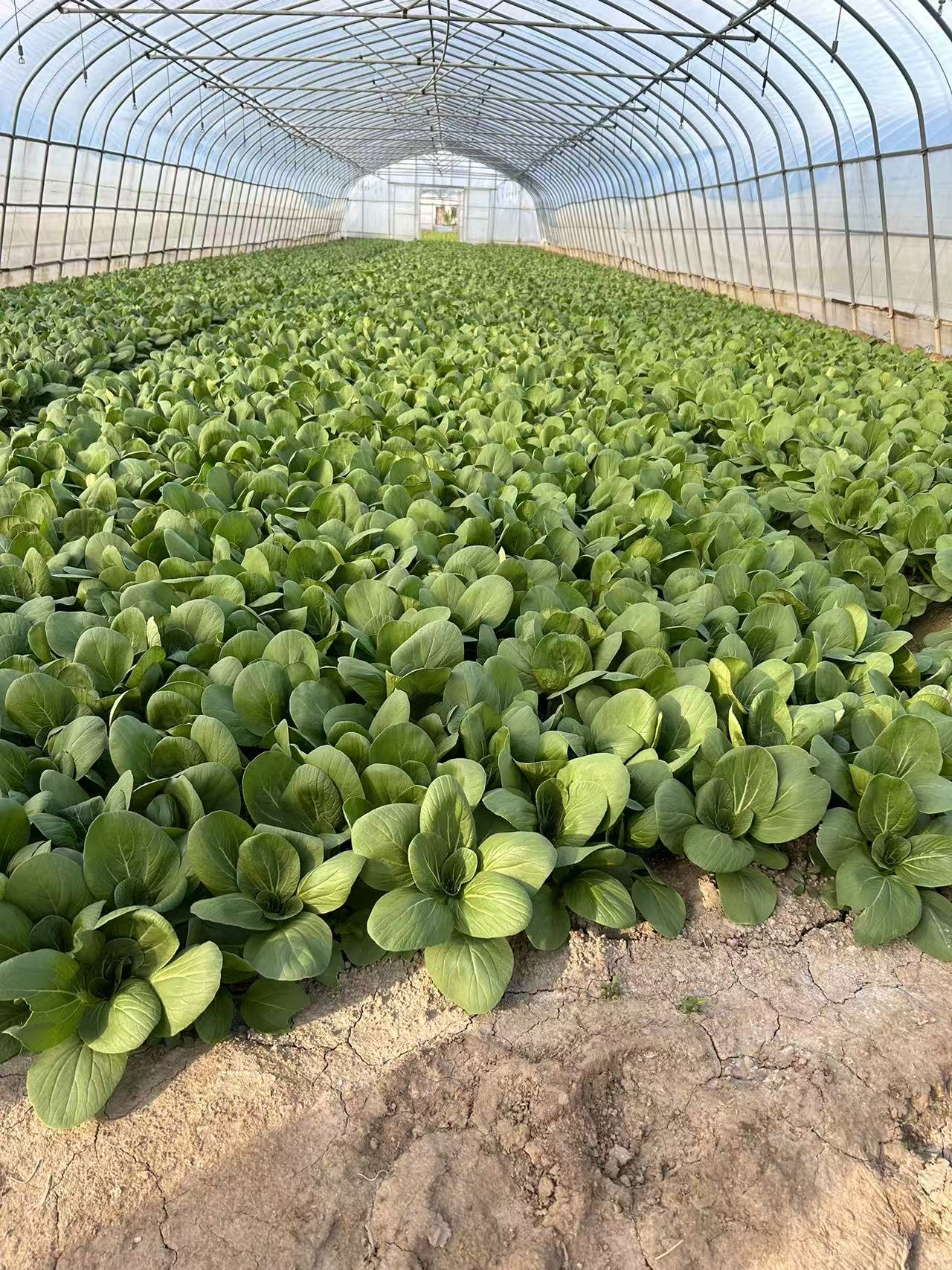 口碑好的净菜配送服务分享，新鲜净菜配送怎么联系选哪家合适