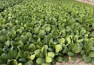 净菜加工厂服务哪家强，标准化流程助力后厨增效
