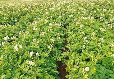 盘点2026靠谱的净菜配送，见大净菜配送口碑与信任度解读