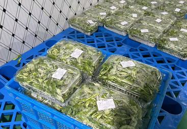 浙江净菜加工厂哪家专业？用户力荐与口碑盘点