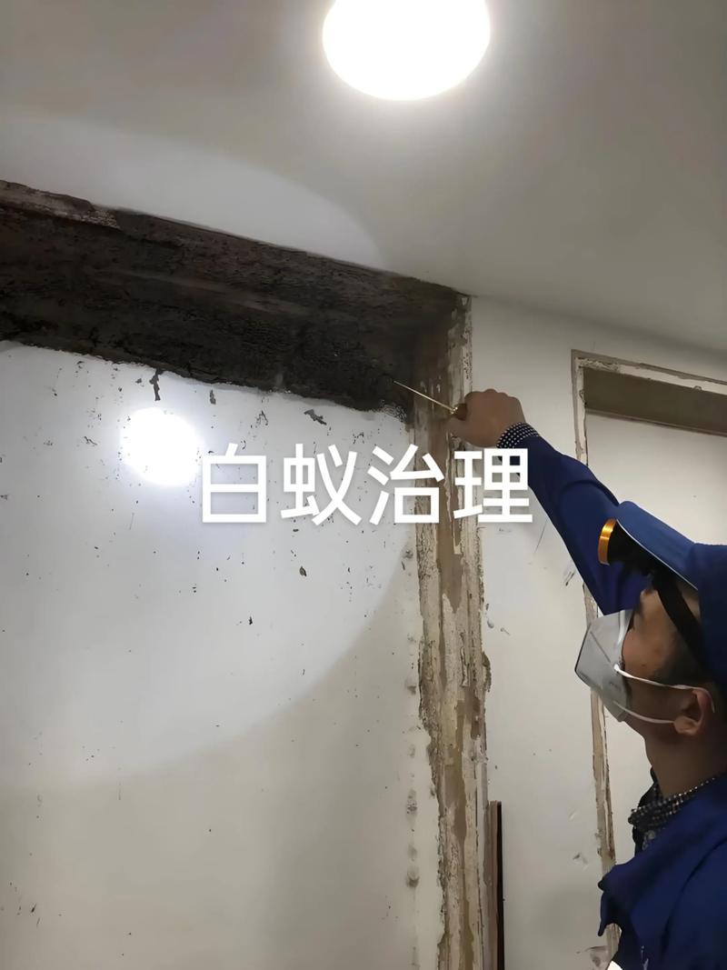 和你一起品味白蚁防治，快速权威的公司推荐哪家比较靠谱