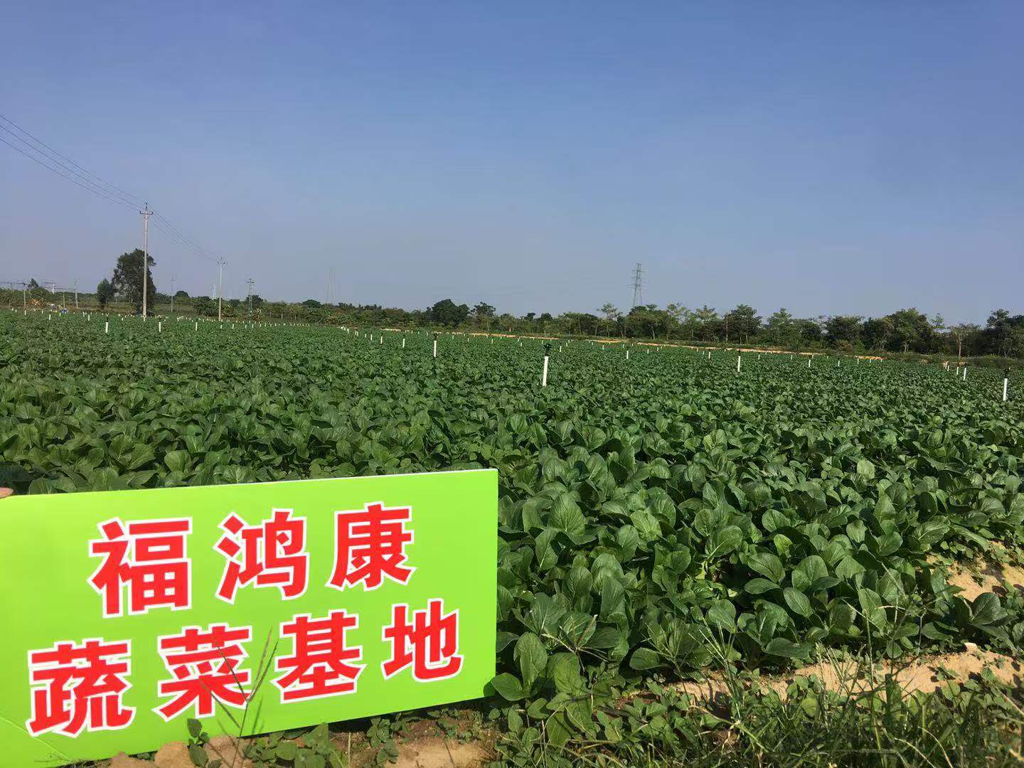2026年食堂食材配送服务公司选购指南：好用的公司有哪些?