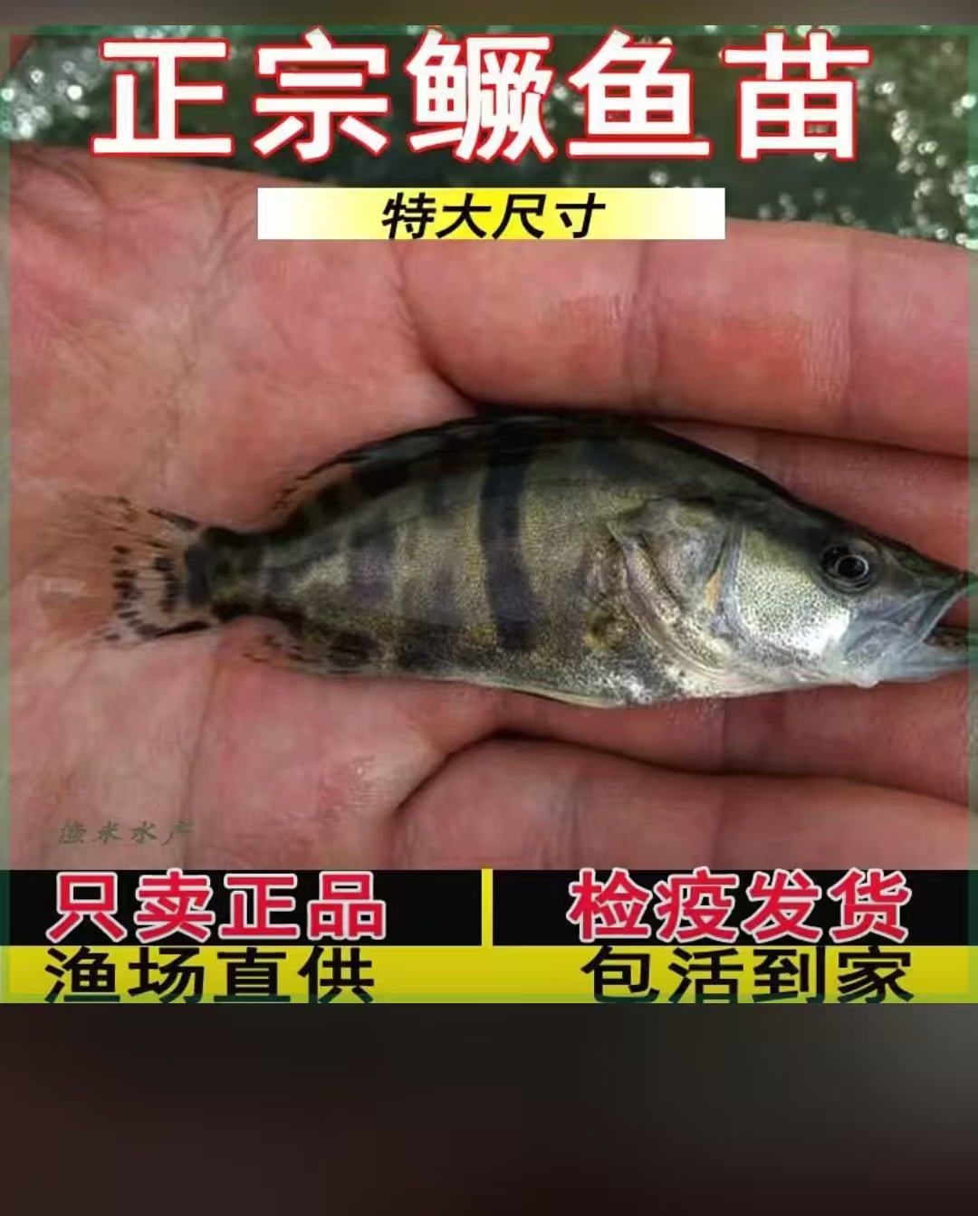 探讨2026年辽宁淡水鱼苗养殖公司，怎么选择合适的