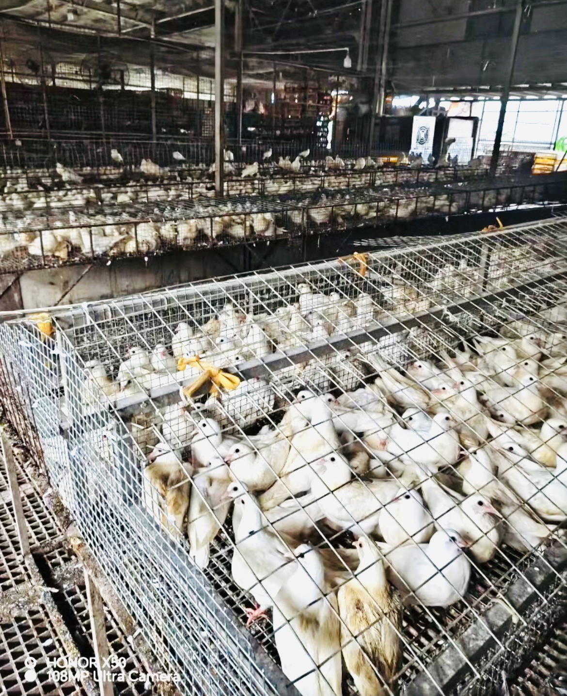 2026年资质齐全的乳鸽配送平台选哪家好供应商合作实力参考
