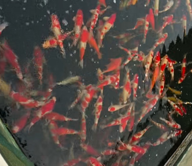 鲤享养鲤场的锦鲤价格揭秘