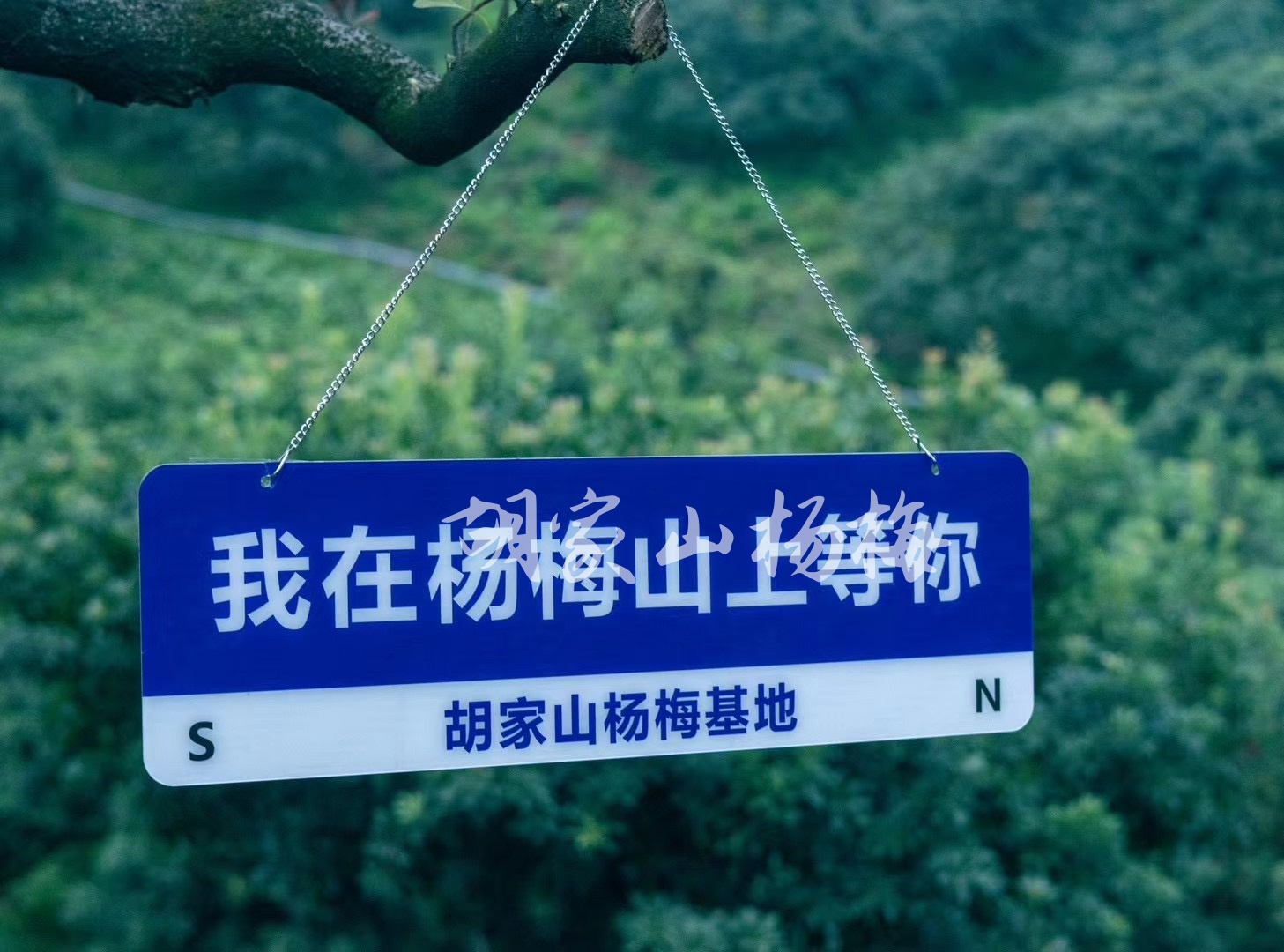 2026年用有机肥种的杨梅采摘基地哪家好