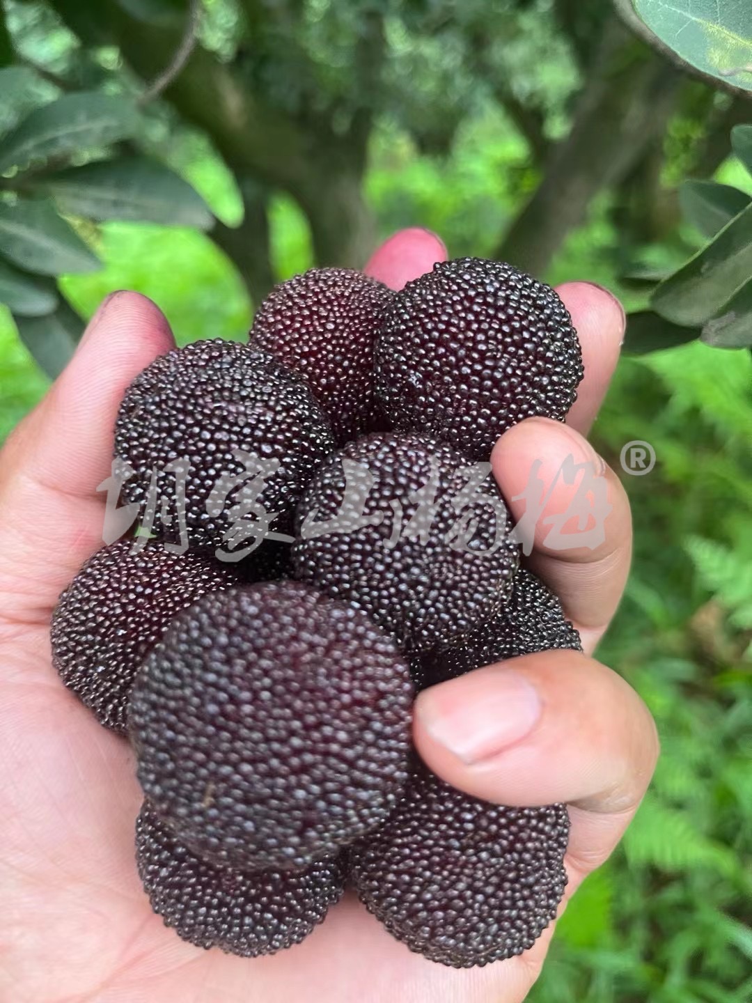 黑炭杨梅选购指南，带免费停车场的哪家好？