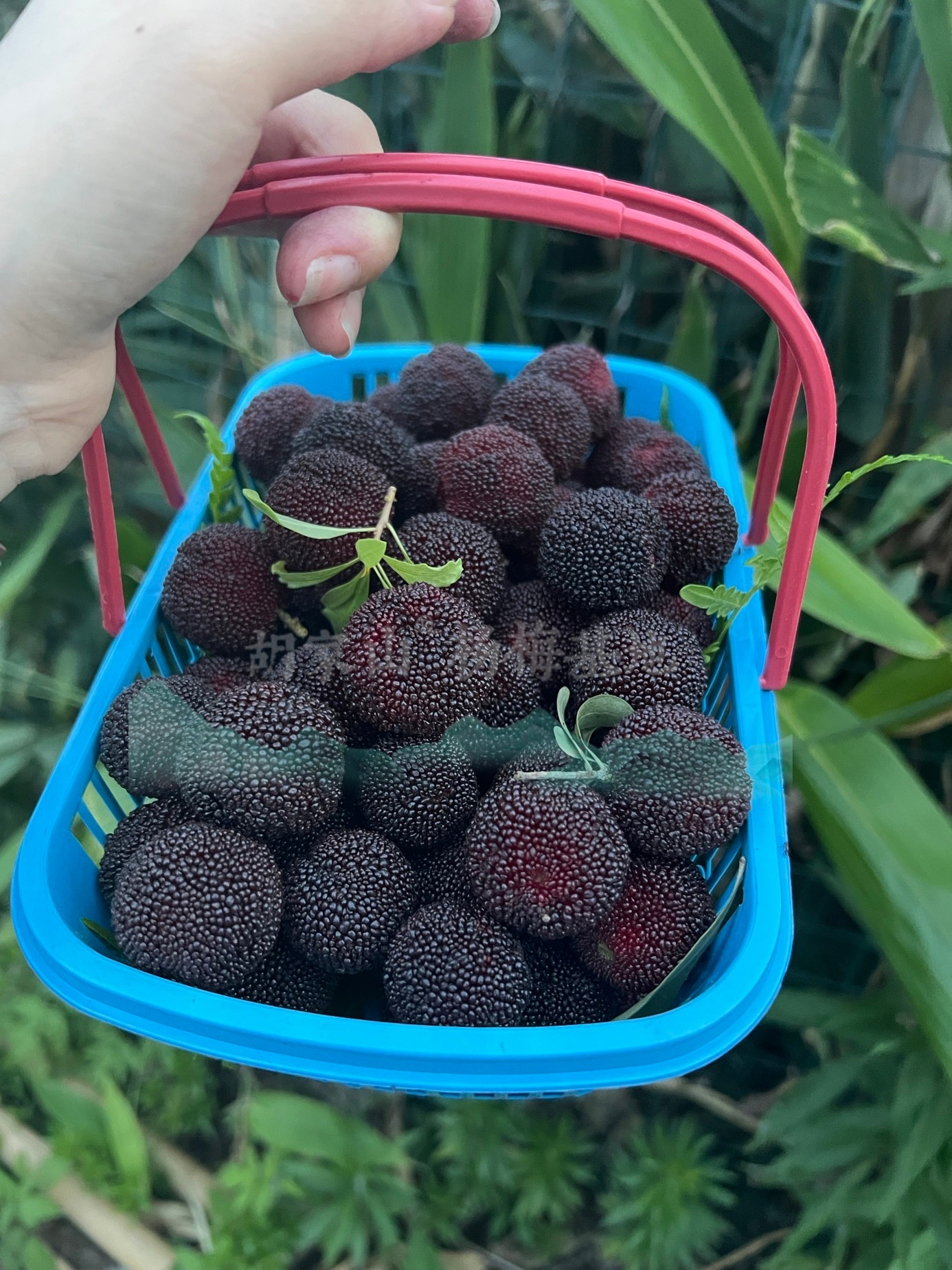 口碑好的乌种杨梅品牌，甬庄杨梅上榜