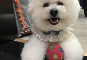 领美居设计服务专业吗