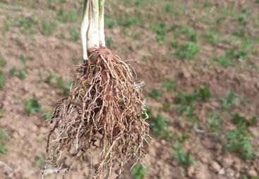 生防菌剂农场自制肥方案源头厂家价格多少钱