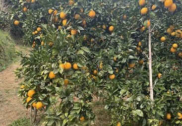 如何选择高效的生防菌剂农场环保自制肥解决方案？