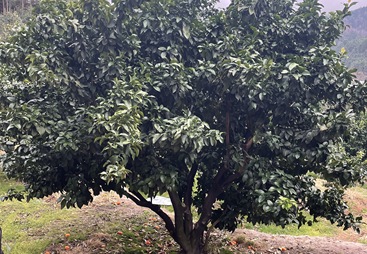 生防菌剂对水稻种植的帮助干货指南