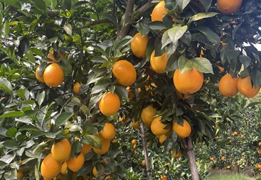 生防菌剂价格与费用，多少钱才算合理