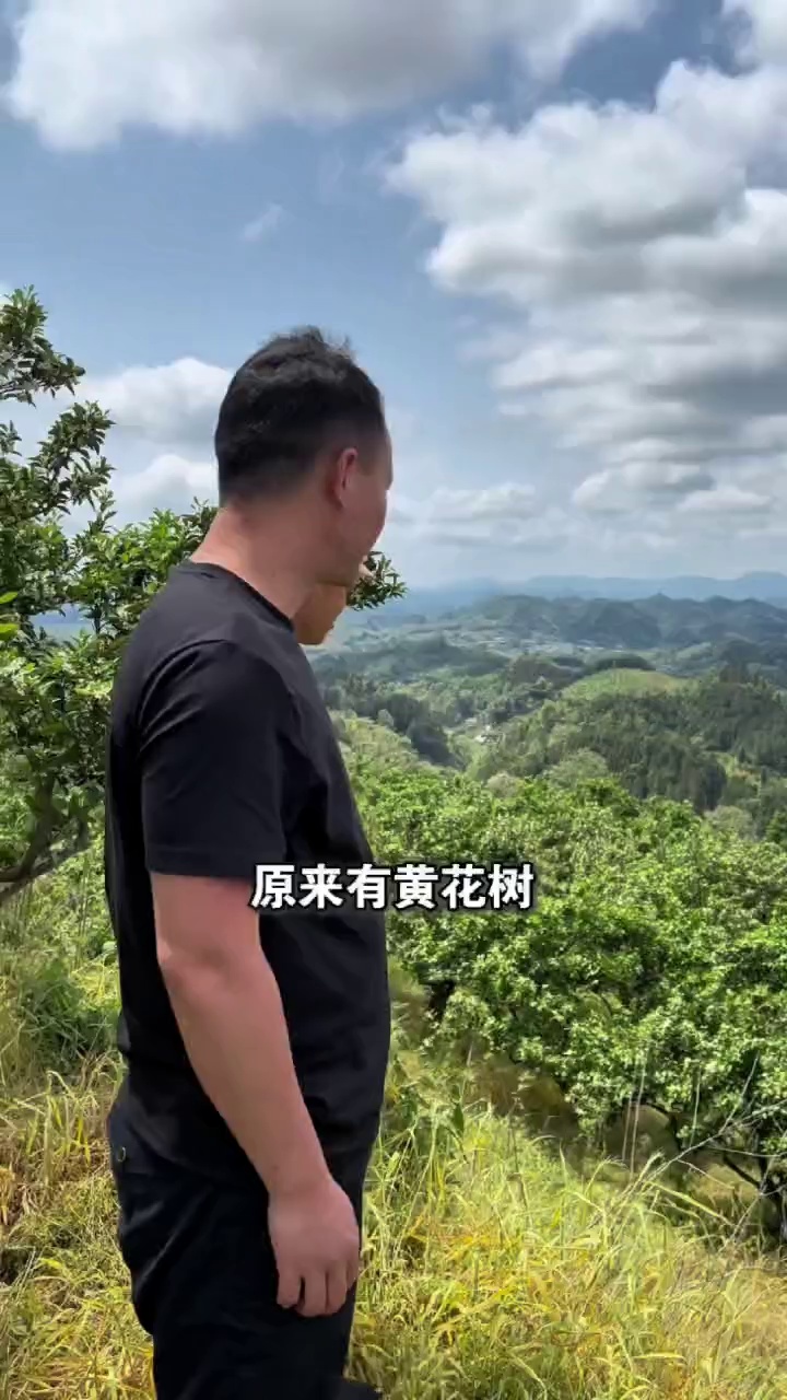 自制微生物菌肥黄化树调理转绿