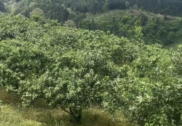 靠谱的生防菌剂农场自制肥服务解决方案哪家专业？